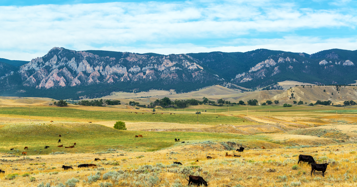 The Contributions Of New Americans In Wyoming New American Economy   NAE Report Cover Image WY 